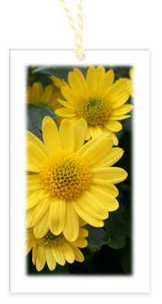 Yellow Mums Garden Party Blooms Gift Tag with blank backside and Bakers Twine
